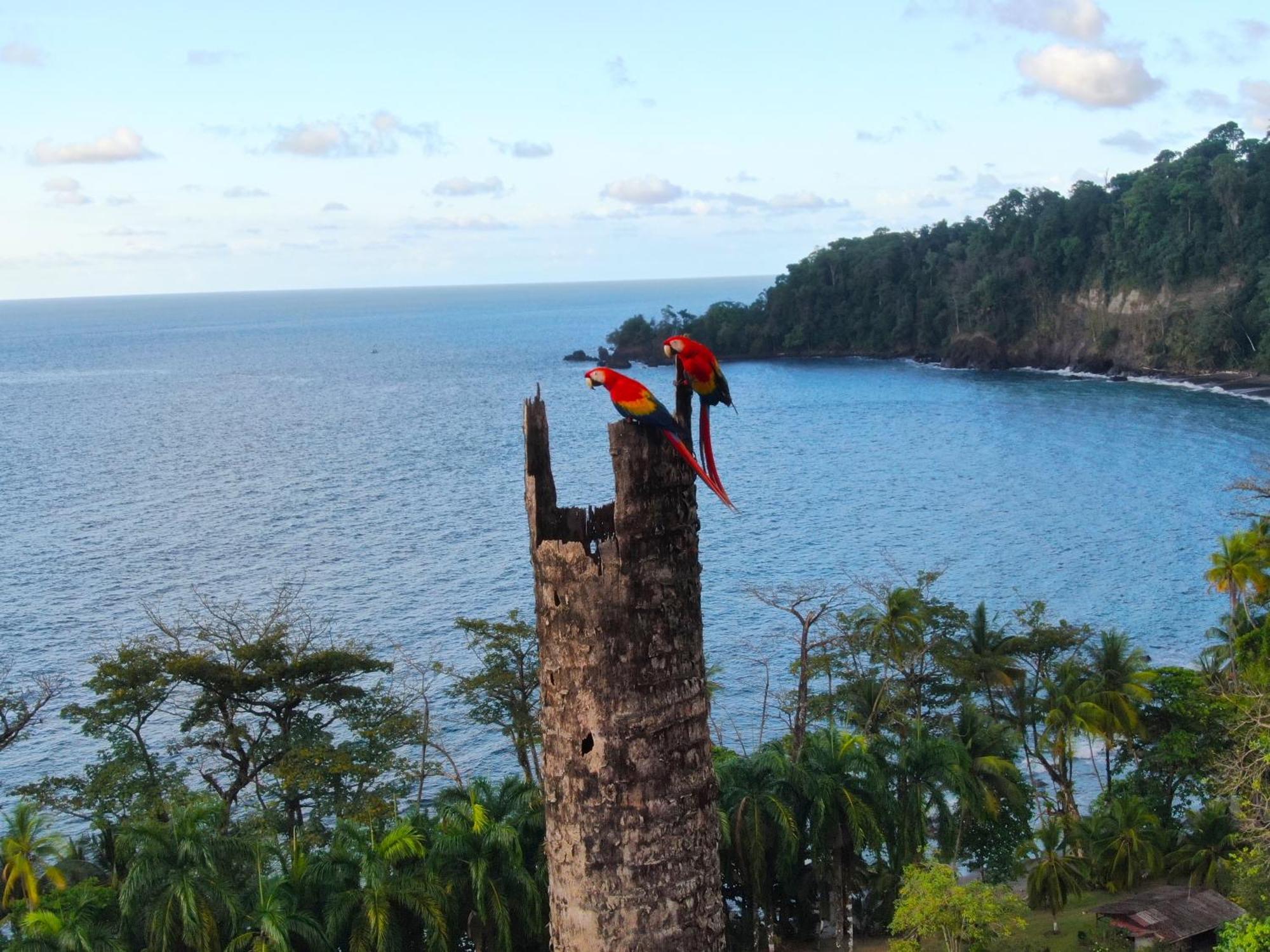 Corcovado Wilderness Lodge By Scp San Pedrillo Exterior foto